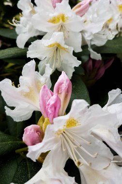 Çiçek açan beyaz pembe ve sarı rhododendron çiçekleri bahçede toplanır.