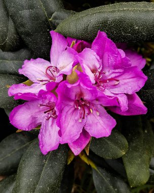 Çiçek açan pembe rhododendron çiçekleri bahçede toplanır.