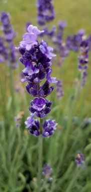 yeşil çimlerde mor lavanta