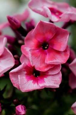 Pembe feniks çiçeği bahçeye yakın.