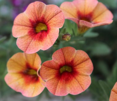 Renkli turuncu petunya Bahçeye yakın