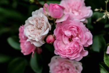 Bahçede koyu yeşil yapraklı pembe güller