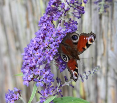 Bahçe arka planında Mor Buddleia üzerinde kelebek