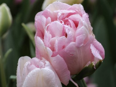 yumuşak pembe lale yağmur damlaları ve bahçede yeşil yapraklar