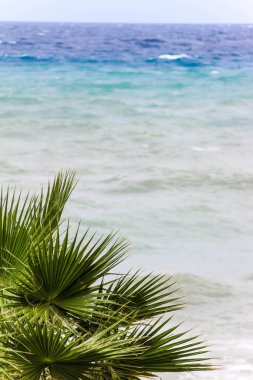 Sahildeki okyanus arka planında palmiye yaprakları
