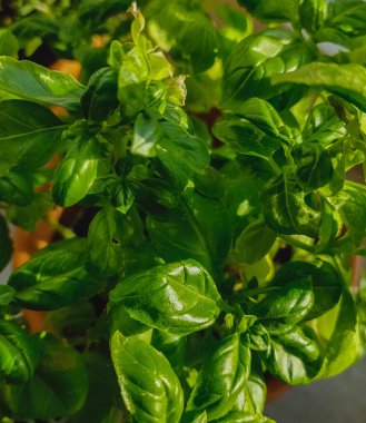 Yakın çekim için yeşil fesleğen bitkisi