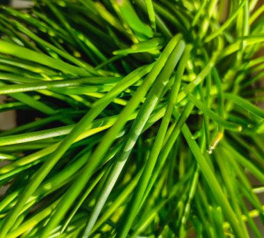 Mutfak fıçısında yeşil soğan. Seçici odağı kapat.