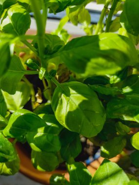 Yakın çekim için yeşil fesleğen bitkisi
