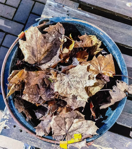 black bucket with brown foliage garden cleaning