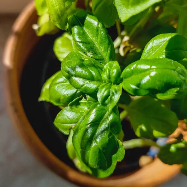 Herbe Végétale Basilic Vert Pour Cuisson Gros Plan — Photo