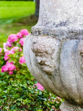 Güneşli bahçede yeşil yapraklı pembe ortanca