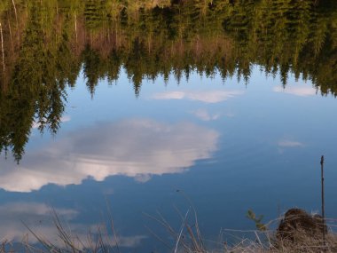 Ormandaki sakin göl köknar ağaçları ve sudaki yansımalarla