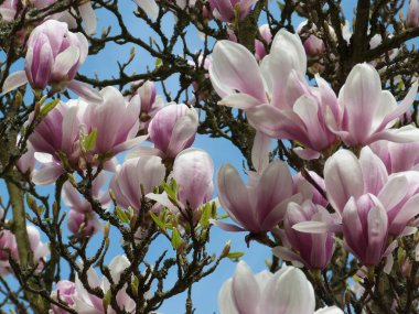 İlkbaharda açan yumuşak pembe manolya yaprakları. Yakın plan.