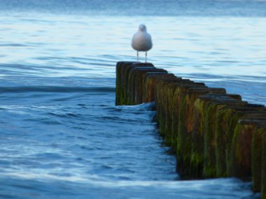 Baltık Denizi 'nde dalgaların üzerinde oturan martılar