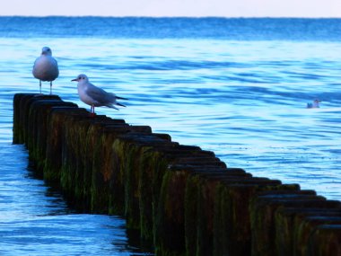 Baltık Denizi 'nde dalgaların üzerinde oturan martılar