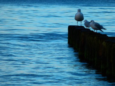 Baltık Denizi 'nde dalgaların üzerinde oturan martılar