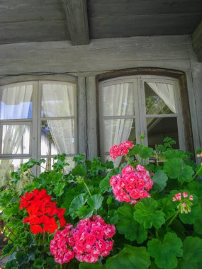 İsviçre 'de pembe ve kırmızı çiçekli çiftlik evi pencereleri