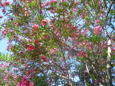 Güneşli bir günde İspanyol parkında açan pembe zakkum ağacı.