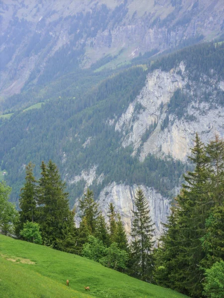 Chamois Dans Les Montagnes Suisses Sur Herbe Verte — Photo