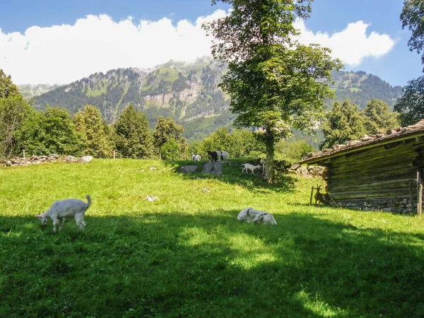 Ancienne Ferme Suisse Plein Air Musée Ballenberg Suisse — Photo