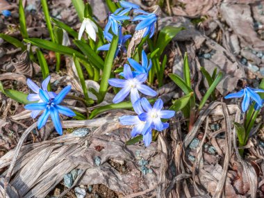 Baharda bahçede açan mavi çiçekler