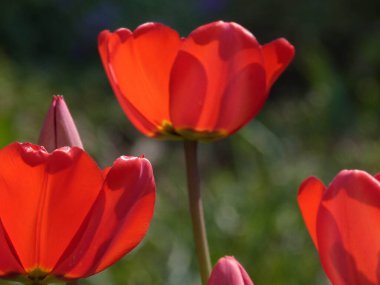 Baharda bahçede açan gün ışığında kırmızı lale yaprakları.