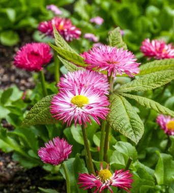 Baharda bahçede açan pembe ve beyaz papatya çiçekleri.