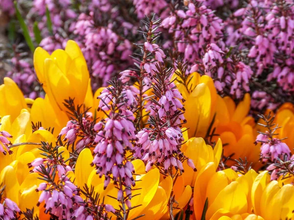 Crocus Amarelo Urze Rosa Florescendo Primavera — Fotografia de Stock