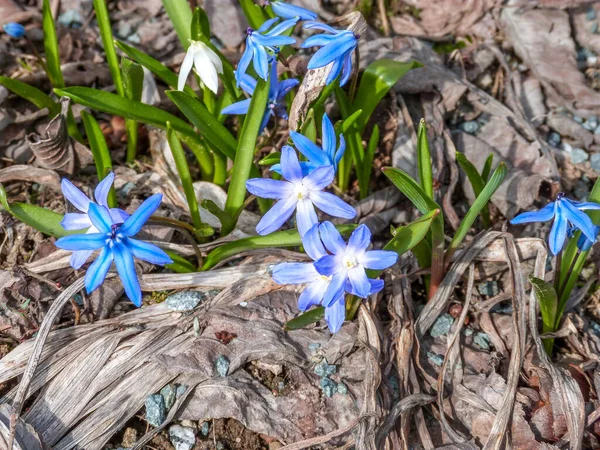 Blue Flowers Blooming Spring Garden — Stock Photo, Image