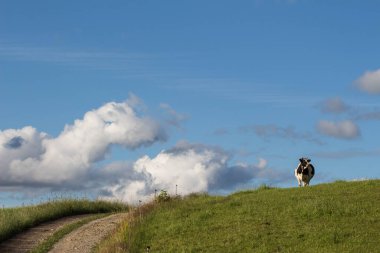 Ufukta bulutlar ve mavi gökyüzü arkaplanı olan bir tepede duran inek.