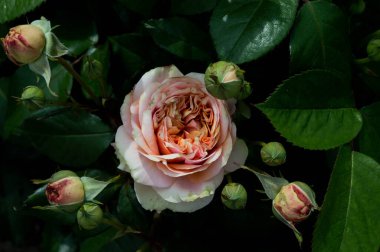 Tomurcuklu pastel pembe gül ve koyu yeşil yapraklar yaz mevsiminde çiçek açıyor.