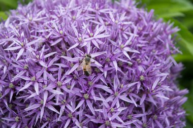 Mor alyans çiçeği başlıklı, kapalı arı.