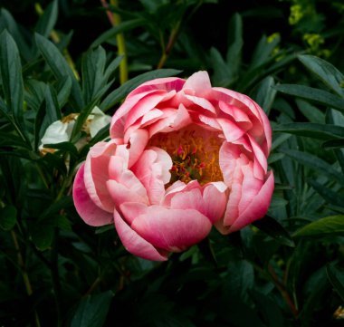Pembe şakayık yaz arka planında çiçek açıyor.