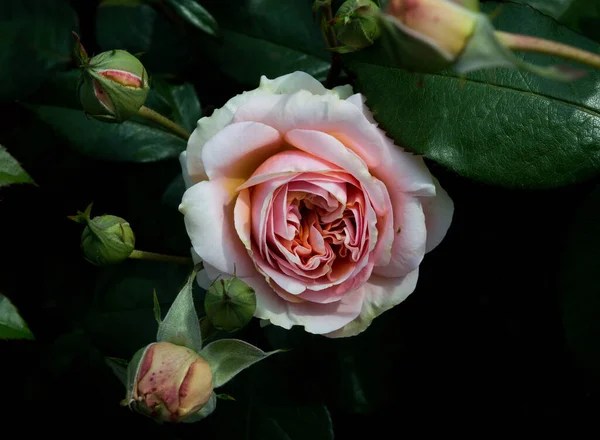 Pastel Roze Roos Met Knoppen Donkergroene Bladeren Bloeien Zomer Dicht — Stockfoto