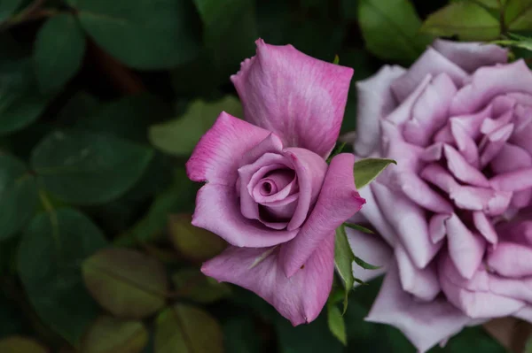 Rosa Púrpura Con Hojas Verde Oscuro Jardín Cerca — Foto de Stock