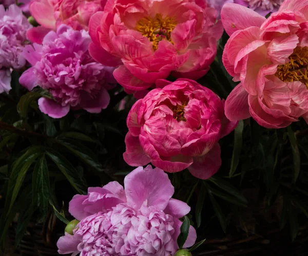 Kleurrijke Bloeiende Pioenroos Bloemen Amzing Kleuren Zomer Achtergrond — Stockfoto