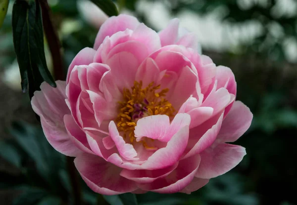 Peonía Rosa Floreciendo Verano Jardín Cerca — Foto de Stock