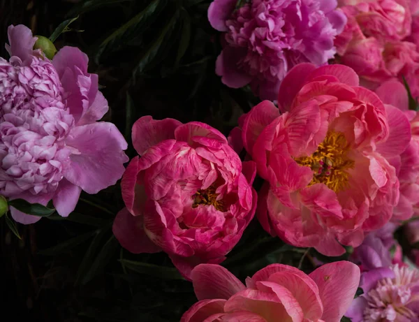 Fleurs Pivoines Fleuries Colorées Dans Des Couleurs Ambigües Arrière Plan — Photo