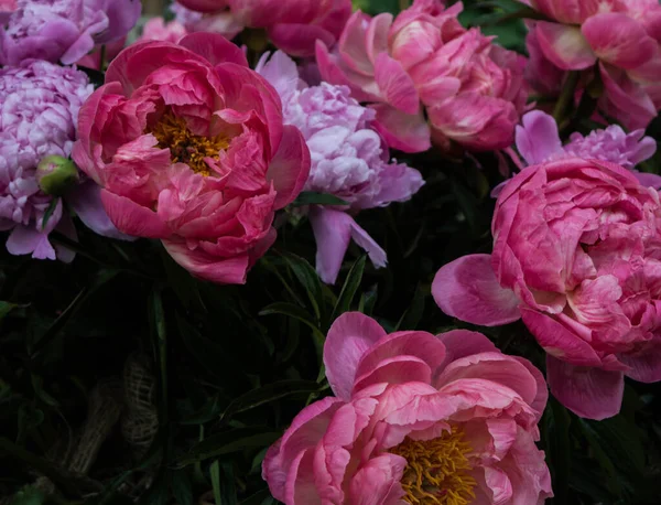 Kleurrijke Bloeiende Pioenroos Bloemen Amzing Kleuren Zomer Achtergrond — Stockfoto