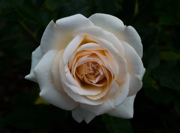 Increíble Rosa Blanca Floreciendo Primer Plano Fondo — Foto de Stock