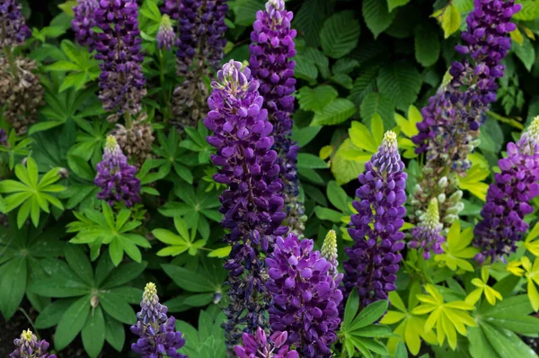 Lila Lupinenblume Blüht Garten Frühling Hintergrund — Stockfoto