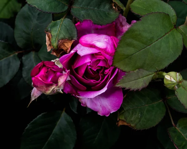 Roze Roos Met Donkergroene Bladeren Bloeien Zomer Achtergrond Close — Stockfoto