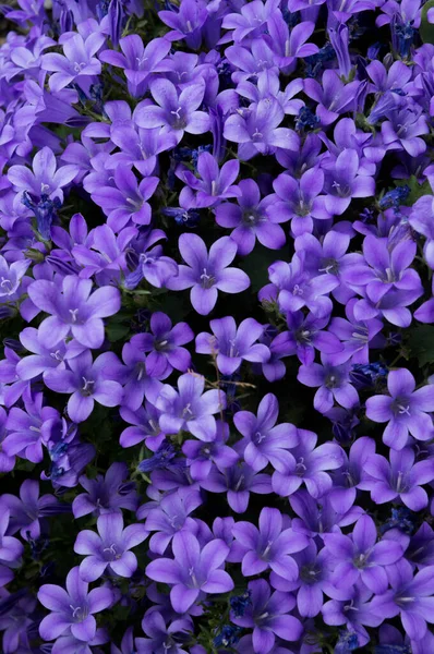 Campo Pequenas Flores Azuis Fundo Primavera — Fotografia de Stock