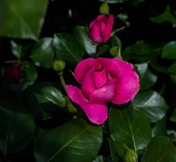 Roze Roos Met Donkergroene Bladeren Bloeien Zomer Achtergrond Close — Stockfoto