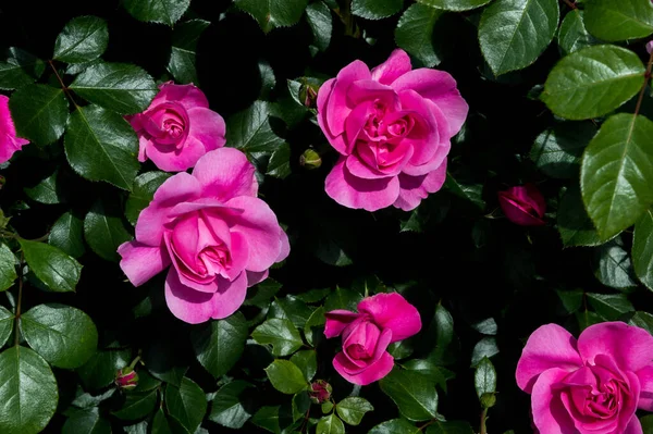 Rosa Rosa Con Hojas Color Verde Oscuro Floreciendo Fondo Verano — Foto de Stock