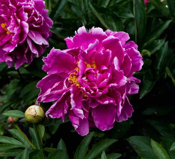 Pivoine Rose Gros Plan Floraison Fond Été — Photo