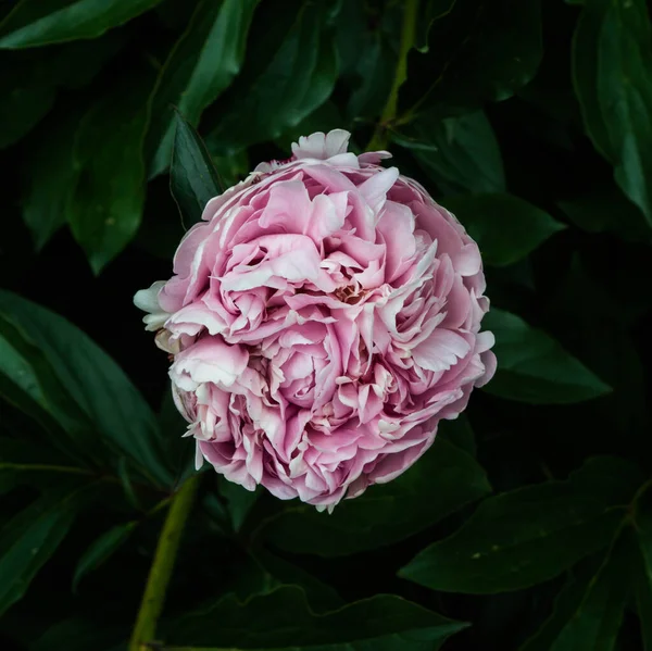 Roze Pioenroos Close Bloeien Zomer Achtergrond — Stockfoto