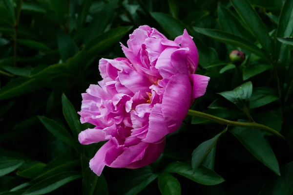 Rózsaszín Bazsarózsa Közelről Virágzó Nyári Háttér — Stock Fotó