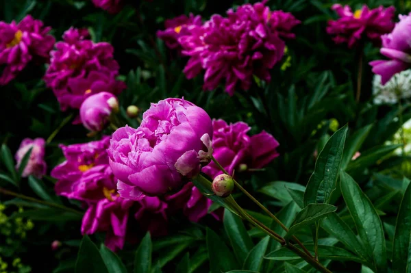 Pivoine Rose Foncé Avec Des Feuilles Vert Foncé Fleurissant Dans — Photo