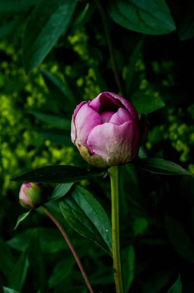 Roze Pioenroos Knop Met Donkergroene Bladeren Achtergrond Close — Stockfoto